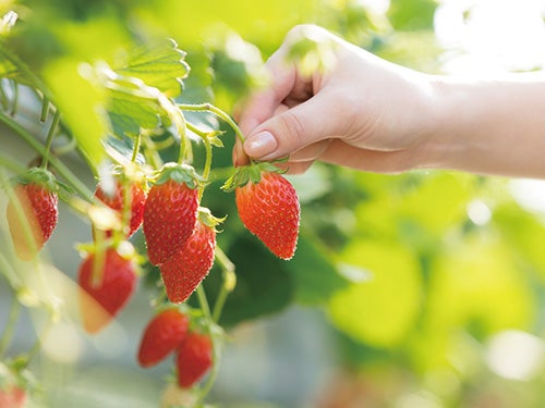 【津島・弥富発】いちご狩り食べ放題&苺大福作り体験&絶景ネモフィラ畑&釜めしランチ付きミステリーツアー2